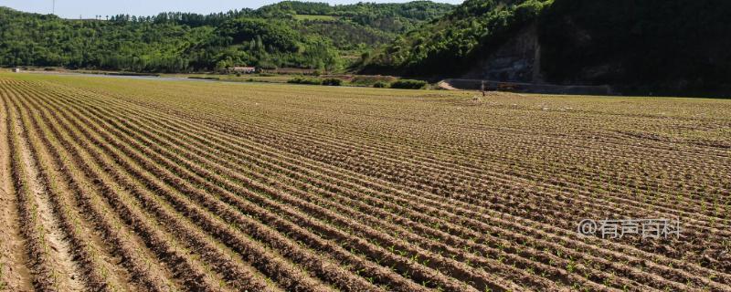 基本农田是否包括旱地