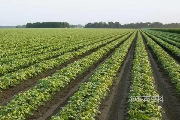 大豆种植时间及地区分析