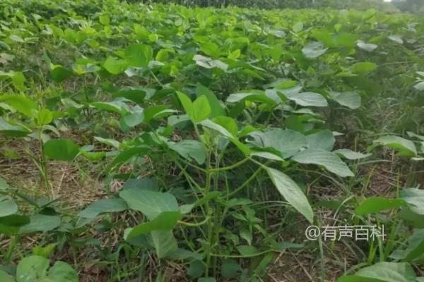 大豆种植时间及地区分析