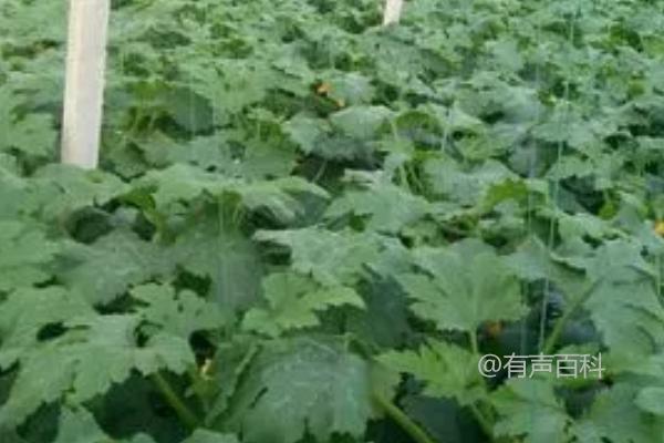 西葫芦的管理技巧及生长需求：每隔5-7天浇水一次