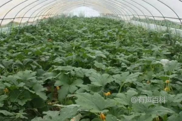 西葫芦的管理技巧及生长需求：每隔5-7天浇水一次