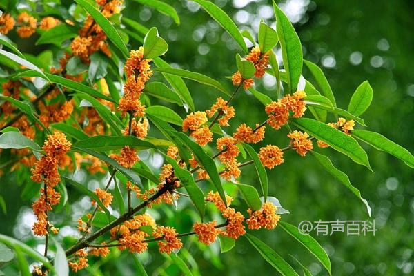 桂花树种植方法及土壤选择注意事项