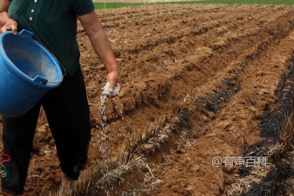 磷肥施用过量的危害：土壤缺锌的诱发