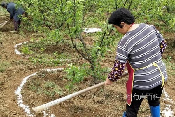 磷肥施用过量的危害：土壤缺锌的诱发