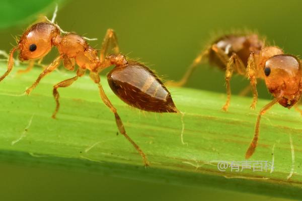 蚂蚁的身体结构：头部、胸部和腹部详解