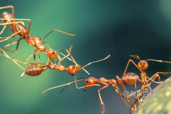 蚂蚁的身体结构：头部、胸部和腹部详解