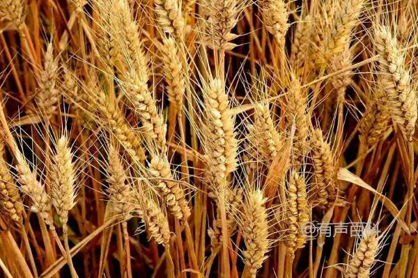 金麦3号小麦品种特点及高抗白粉病性状