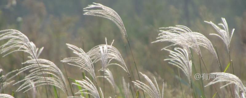 芦苇和芦草的不同及形态特征介绍