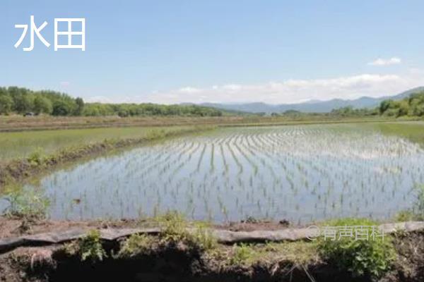 "旱田与水田的不同之处"