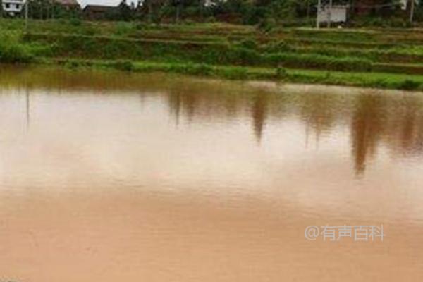 鱼塘黄泥水浑浊处理方法，生石灰泼洒是明智之选