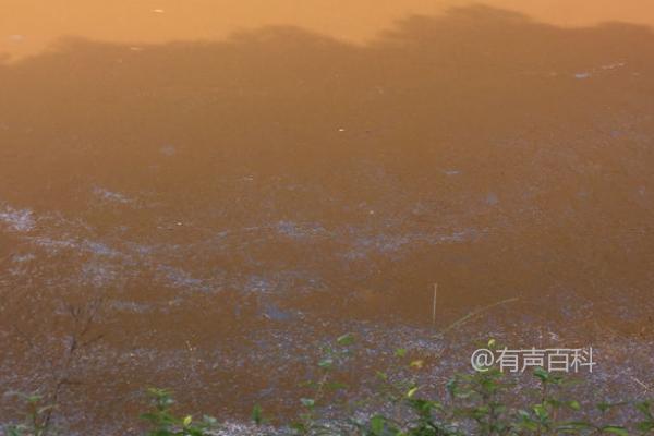 鱼塘黄泥水浑浊处理方法，生石灰泼洒是明智之选