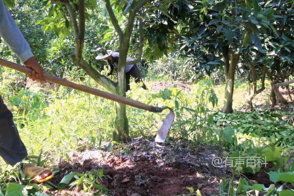 果树施肥的四个关键阶段：花前、花后、果实膨大期和生长后期