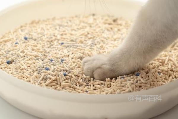 养小猫多久换一次猫砂？3-5天更换一次比较合适