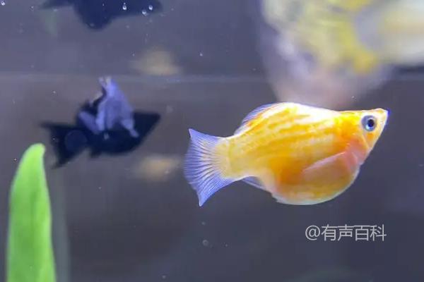 新手饲养观赏蟹的最佳选择，相手蟹、恶魔蟹、辣椒蟹等品种推荐