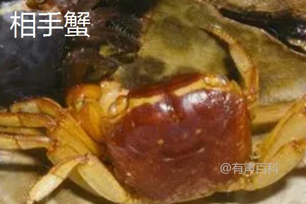 新手饲养观赏蟹的最佳选择，相手蟹、恶魔蟹、辣椒蟹等品种推荐