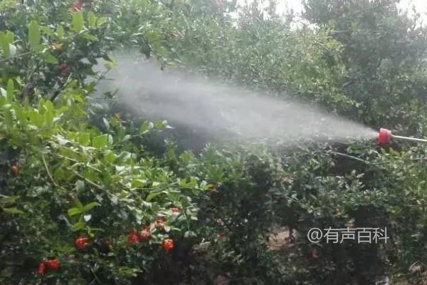 石榴果实主要危害虫——石榴心钻虫