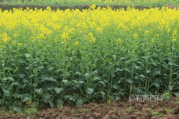 油菜是种子植物吗？详细解析油菜分类属于种子植物