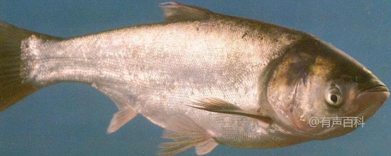 白鲢鱼高效养殖技术：疾病防治一一了解