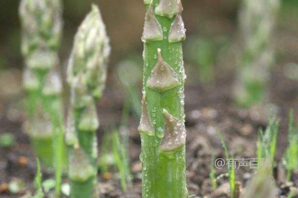 适合四季分明气候温暖地区的芦笋种植环境要求