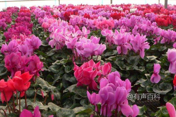 仙客来花怎么促开？延长光照时间有助开花