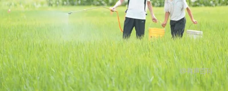 《杀虫双能够有效防治的害虫种类（鳞翅目、鞘