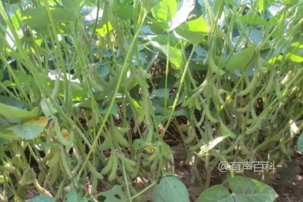 0990大豆种子特性及夏季普通大豆品种