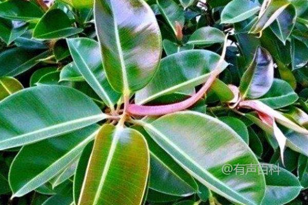 橡胶树开花吗？如何正确修剪橡胶树？