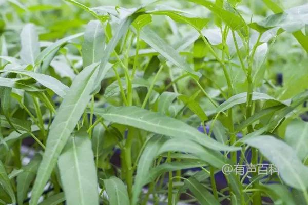 空心菜与茼蒿是否同属一种蔬菜？