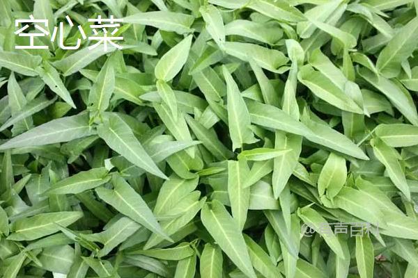 空心菜与茼蒿是否同属一种蔬菜？