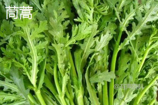 空心菜与茼蒿是否同属一种蔬菜？