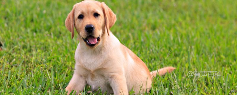 拉布拉多犬喂什么食物，2-3个月大时可饲喂适量