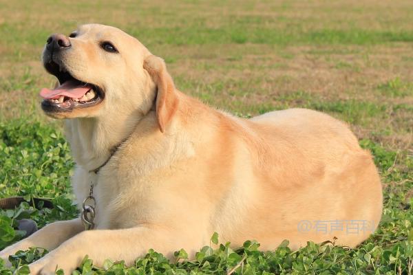 拉布拉多犬喂什么食物，2-3个月大时可饲喂适量切碎的肉块