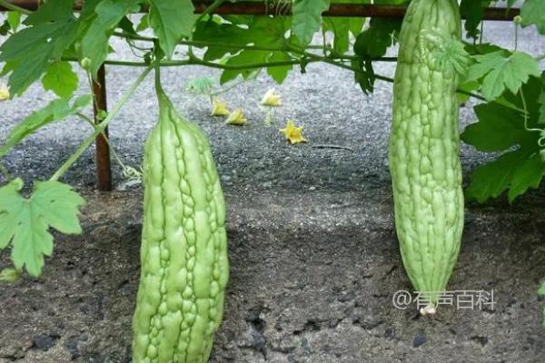 无土栽培蔬菜的成本，搭建毛竹种植大棚每亩只需5000-6000元左右【优质指南】