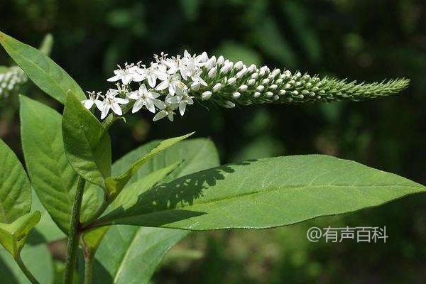 珍珠菜种植技巧：春秋季常用扦插繁殖方法