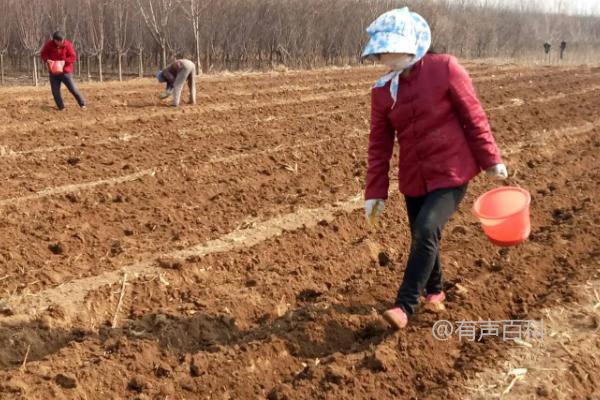 玉米种植的最晚时间是几月份