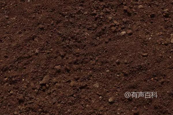 黄金果种植的关键技巧：苗期应增施氮肥