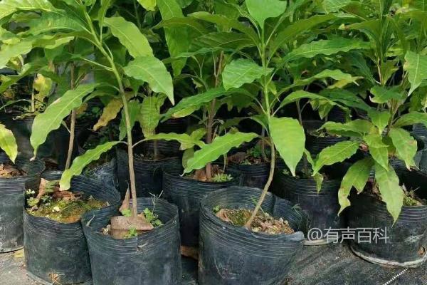 黄金果种植的关键技巧：苗期应增施氮肥