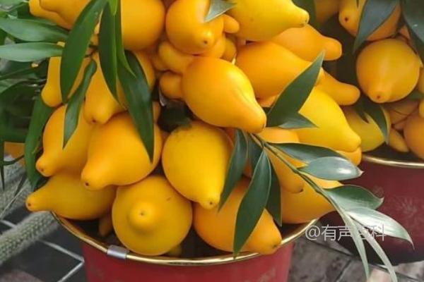 黄金果种植的关键技巧：苗期应增施氮肥