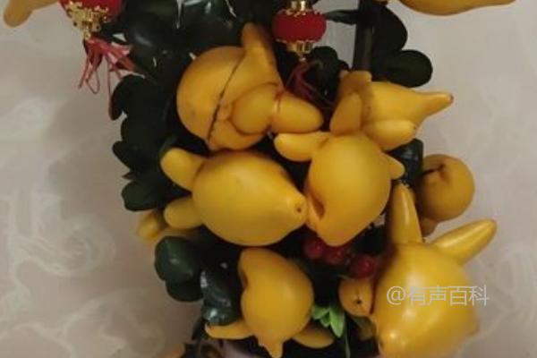 黄金果种植的关键技巧：苗期应增施氮肥