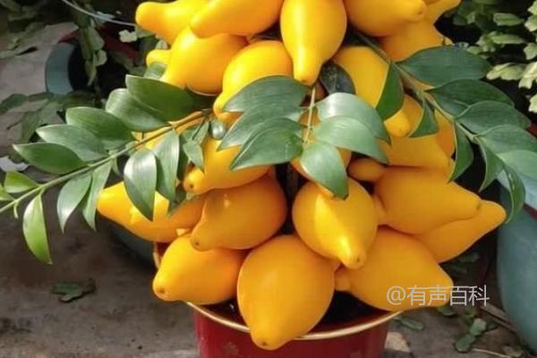 黄金果种植的关键技巧：苗期应增施氮肥