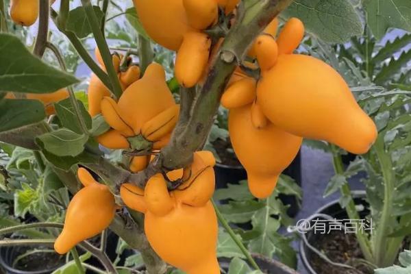 黄金果种植的关键技巧：苗期应增施氮肥