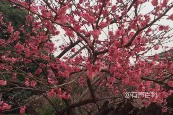 秋季梅花管理技巧：减少浇水并适时修剪