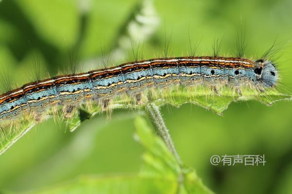 秋季梅花管理技巧：减少浇水并适时修剪