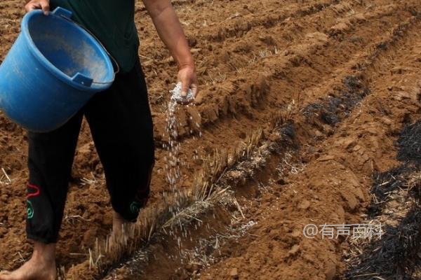 氨基酸肥料的优势，提升作物对二氧化碳吸收效果