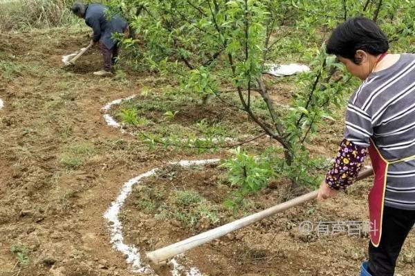 氨基酸肥料的优势，提升作物对二氧化碳吸收效果