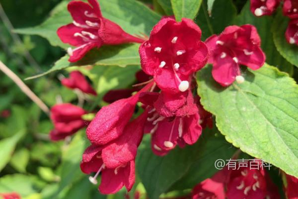 锦带花花语及涵义 - 寓意灿烂如锦、含蓄之美