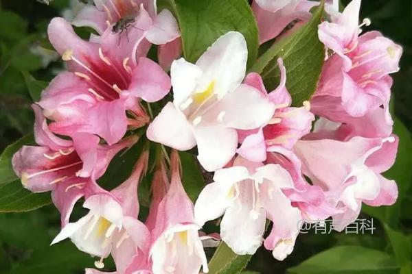 锦带花花语及涵义 - 寓意灿烂如锦、含蓄之美