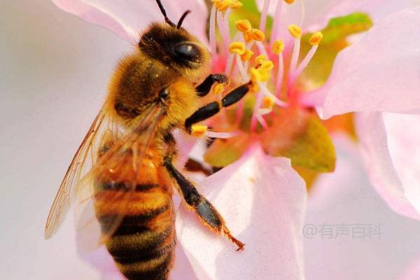 工蜂为何会咬蜂王？蜂王与工蜂之间存在着内在的互助关系