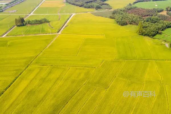 耕地与永久基本农田的区别