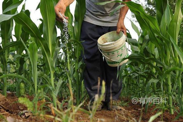 夏季玉米追肥方法，夏玉米施肥量较大